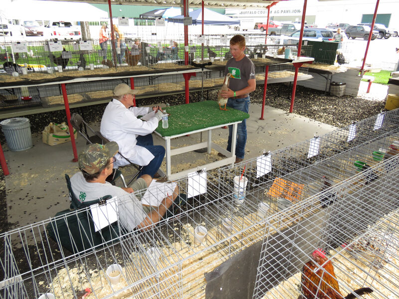 Poultry showmanship, Noah Summers, Gibbon